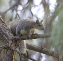 wg squirrel