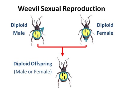 Weevil Sexual Repro