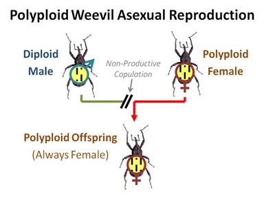 Weevil Asexual Repro