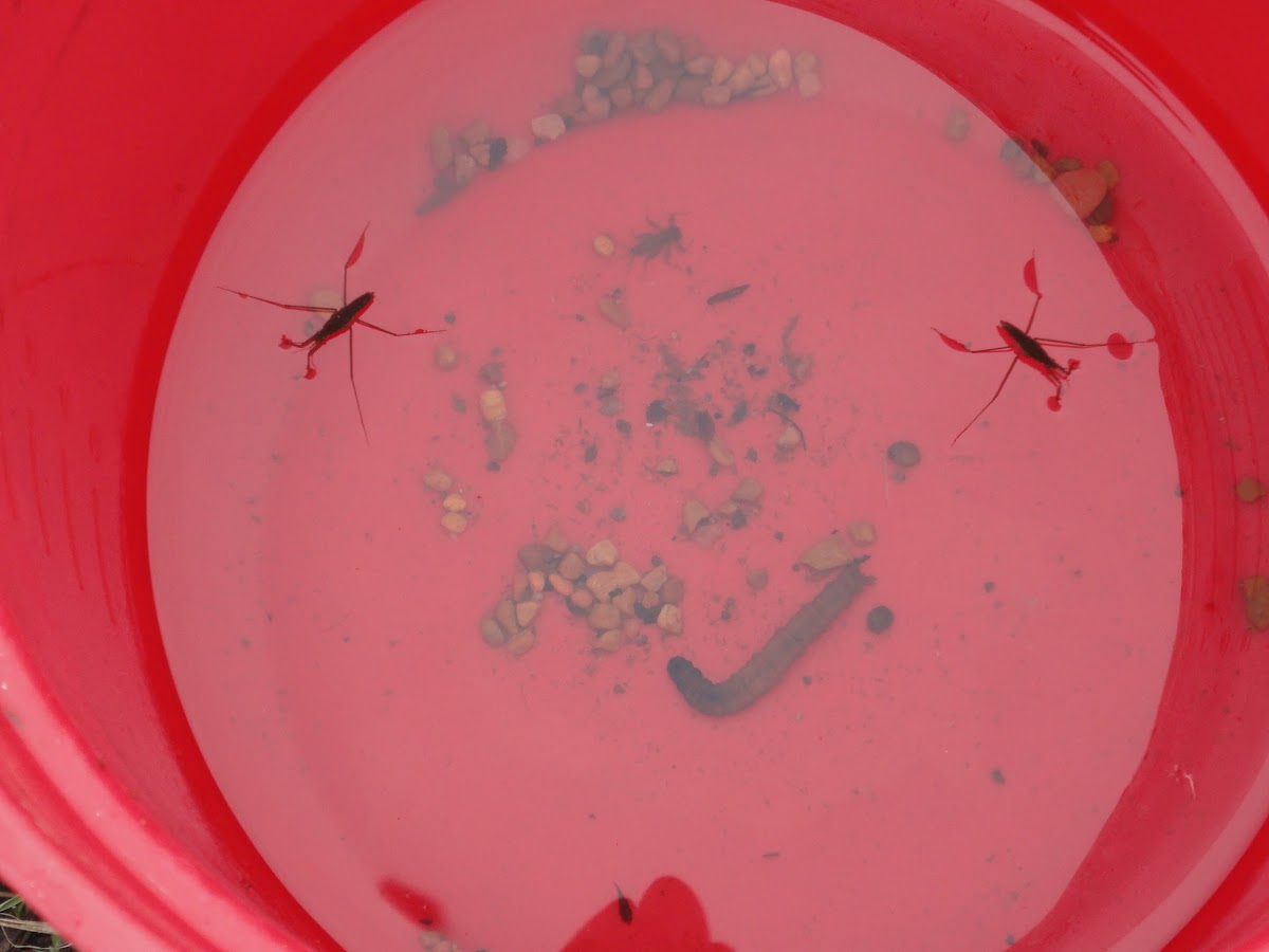 Cranefly Larvae and Water Striders