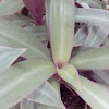 Oyster plant