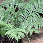 Ostrich Fern