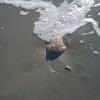 Cannonball Jellyfish