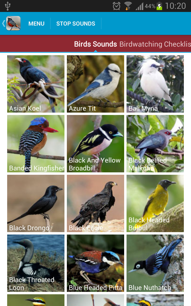 Asian Birds Sounds Screen 2