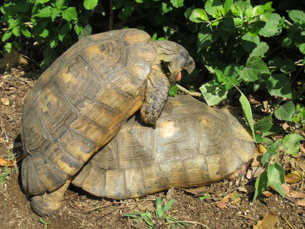 Marginated tortoise