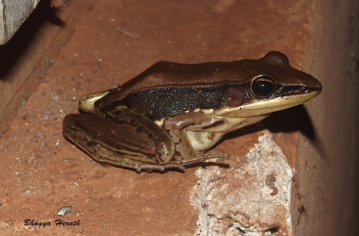 Sri Lanka wood frog
