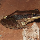 Sri Lanka wood frog