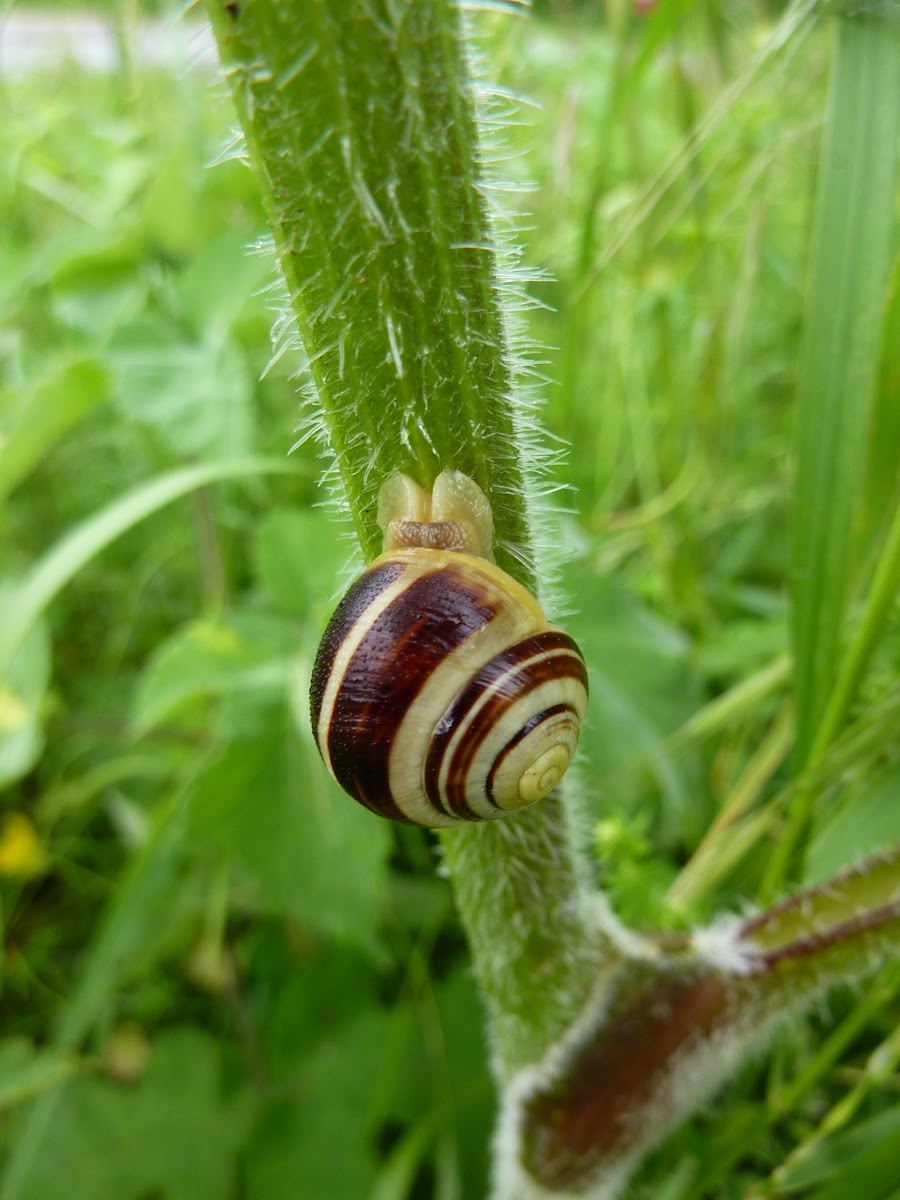 Banded Snail
