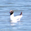Black-headed Gull; Gaviota Reidora