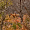 Red hartebeest