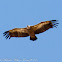 Griffon Vulture; BuitreLeonado