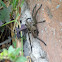 Possibly a wolf spider