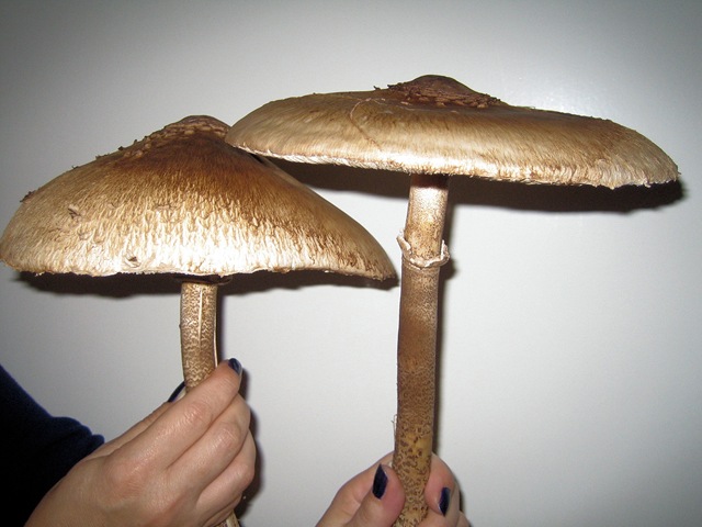 [Parasol Mushroom[5].jpg]