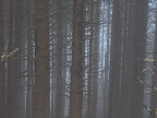 Padurea in ceata