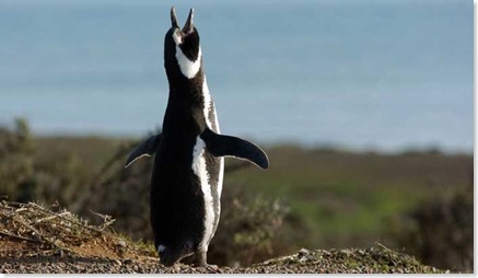 pinguinos6