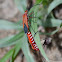 Red cotton bug stainer