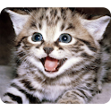 Funny Cute Cat logo