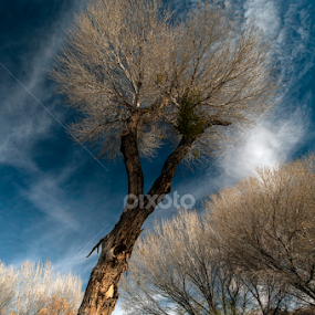 by Larry Rogers - Nature Up Close Trees & Bushes