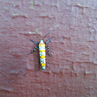 Ailanthus webworm moth