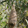 Baya Weaver nest