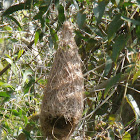 Baya Weaver nest