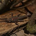 Stick Insect, Phasmid