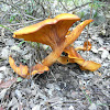 Jack-o'-lantern mushroom