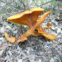 Jack-o'-lantern mushroom