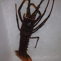 Spanish lobster
