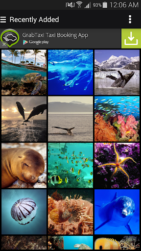 Sea Animals Wallpapers