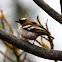 Weaver - White-browed Sparrow-Weaver