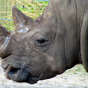 White  Rhinoceros