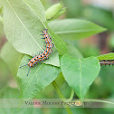 Variegated Fritillary Caterpillar