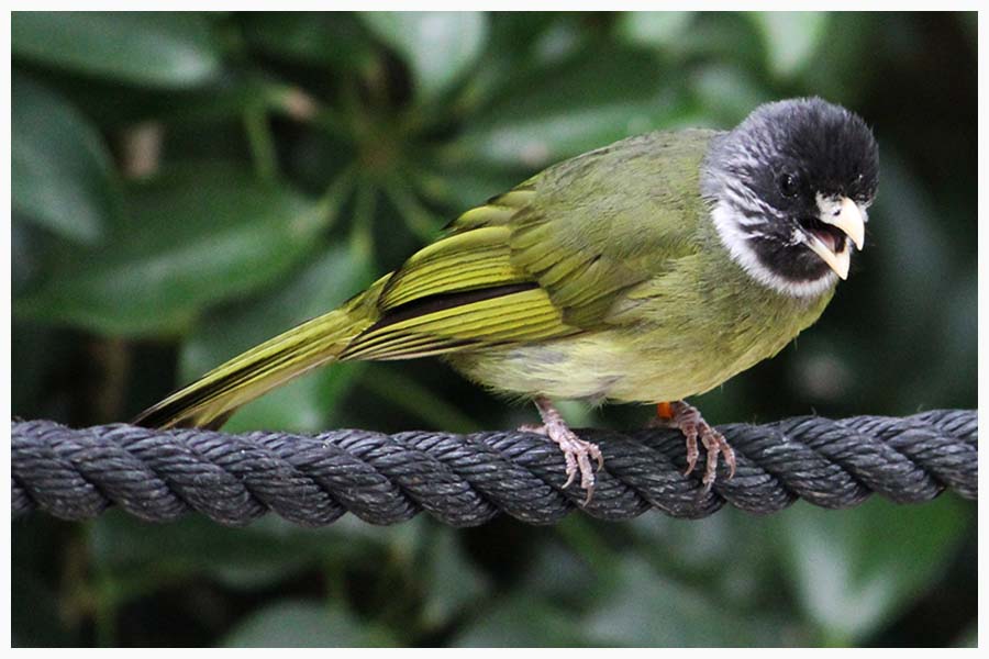The Collared Finchbill