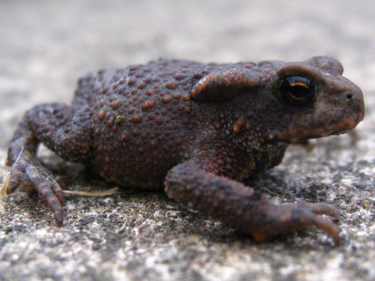 Female Midwife Toad