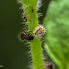 Hoverfly maggot