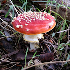 Toadstool (fly agaric)