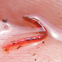 Bloodworm(midge larva)