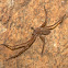 Rain Spider (male)
