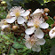 White Achiote Flower