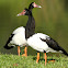 Magpie Goose