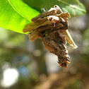 Moth cocoon