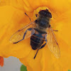 Hoverfly or Flower Fly