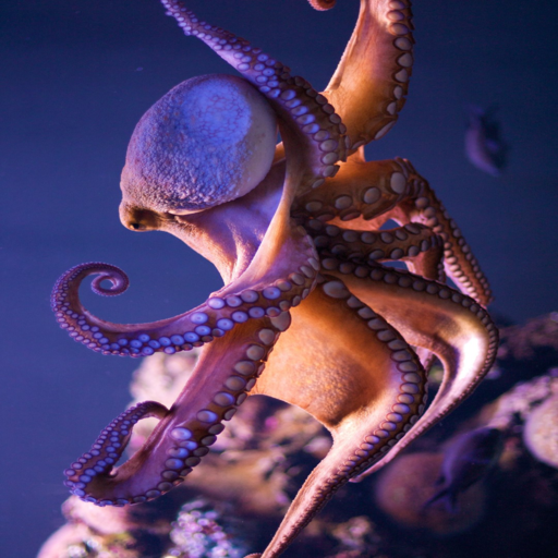 Octopus wallpaper 娛樂 App LOGO-APP開箱王