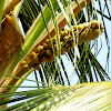 The coconut palm