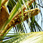 The coconut palm