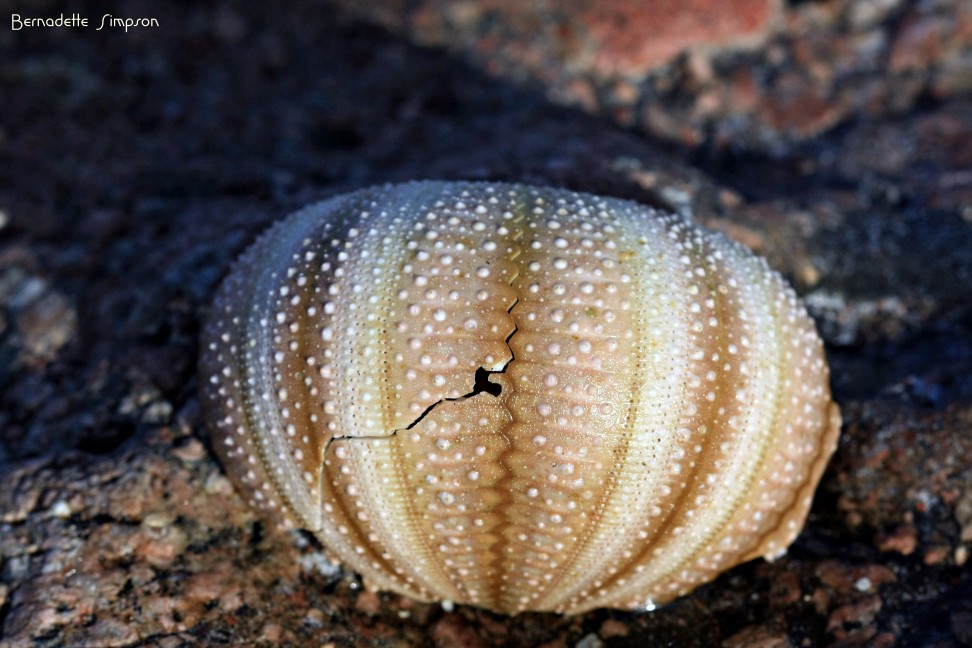 Pincushion Sea Urchin