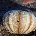 Pincushion Sea Urchin