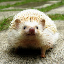Black-eyed Cinnicot, Four-toed or African Pygmy Hedgehog