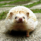 Black-eyed Cinnicot, Four-toed or African Pygmy Hedgehog